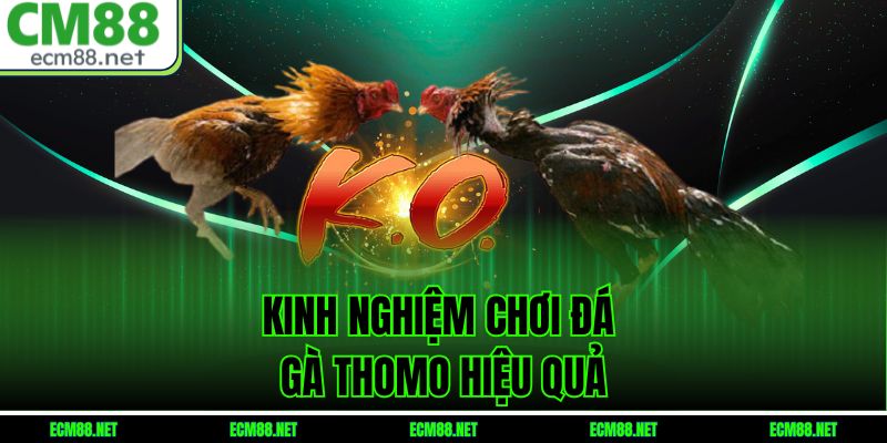 Kinh Nghiệm Chơi Đá Gà Thomo Hiệu Quả